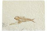 Two Detailed Fossil Fish (Knightia) - Wyoming #224546-1